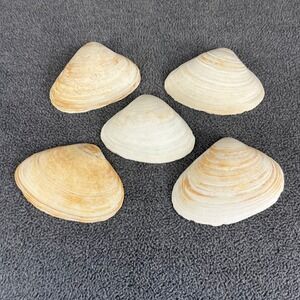 Set of 5 Natural Clam Shells Beach‎ Coastal Decor Crafting Nautical Collection